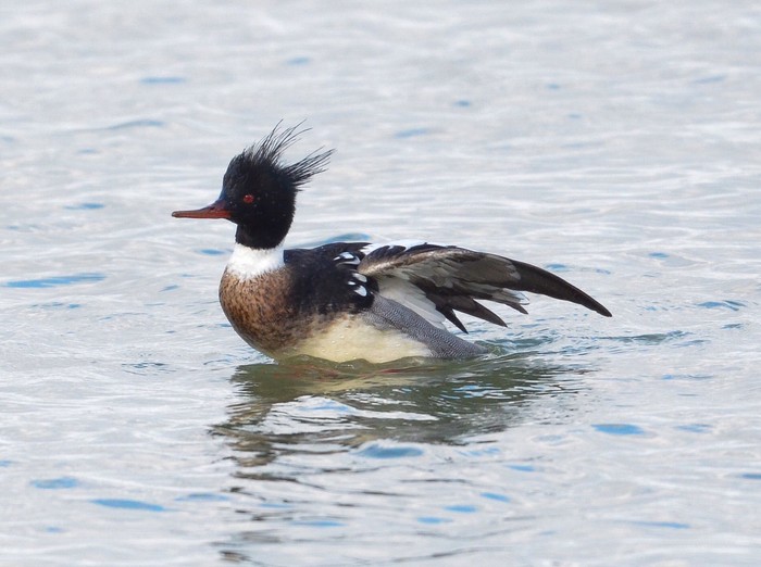 Red-breasted Merganser