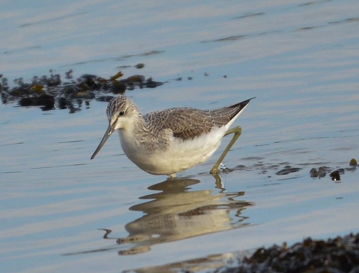 Greenshank