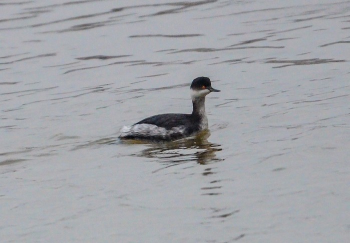 Black-necked Grebe