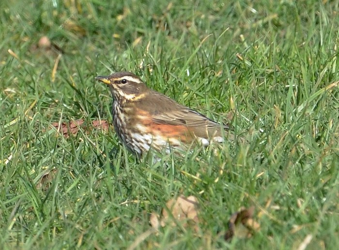 Redwing