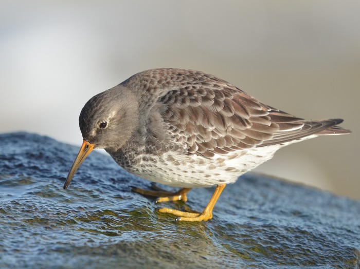Purple Sandpiper