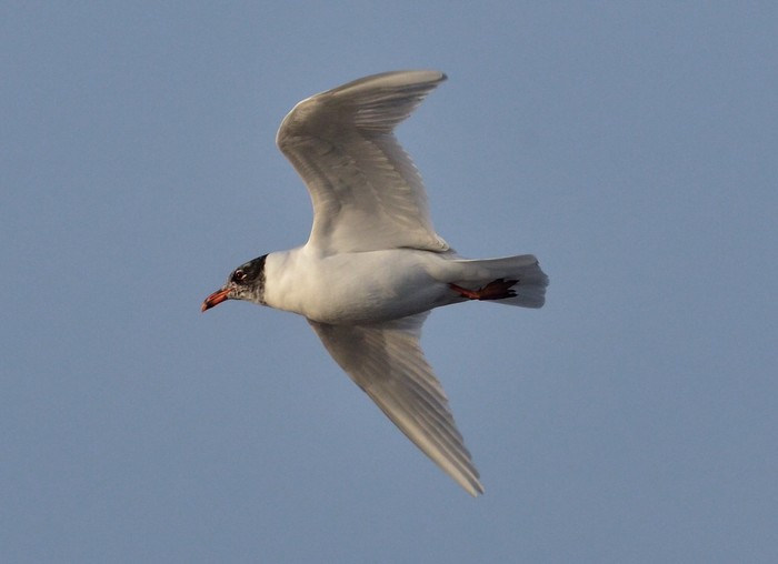 Mediterranean Gull