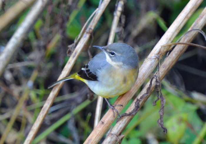 Grey Wagtail