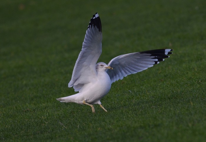 Ring-billed Gull