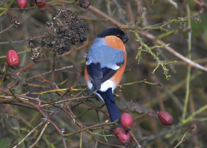 Bullfinch