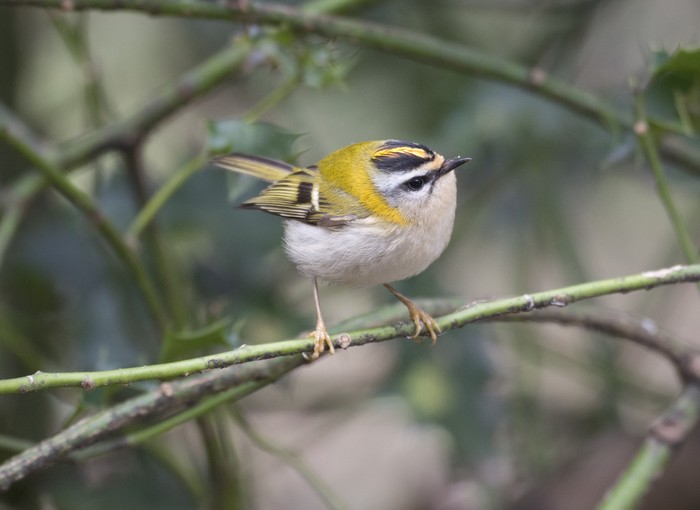 Firecrest