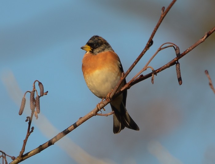 Brambling