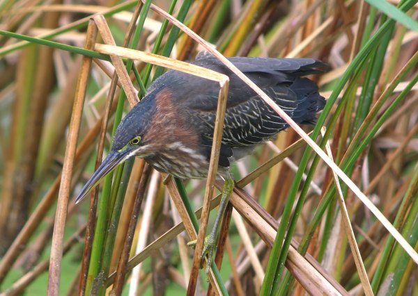 Green Heron