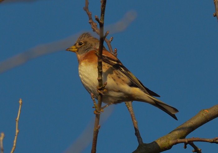 Brambling