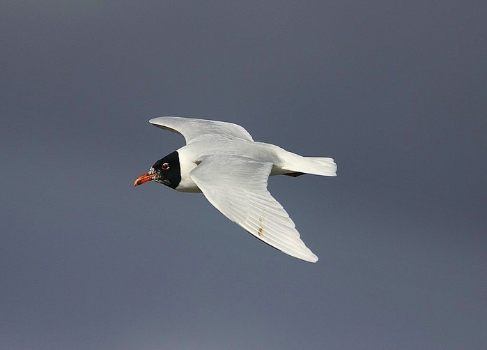 Mediterranean Gull