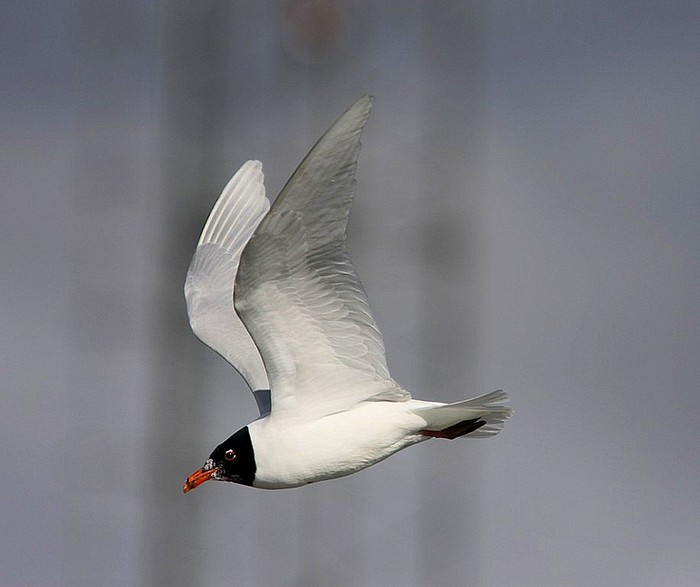 Mediterranean Gull