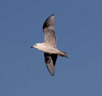 Iceland Gull