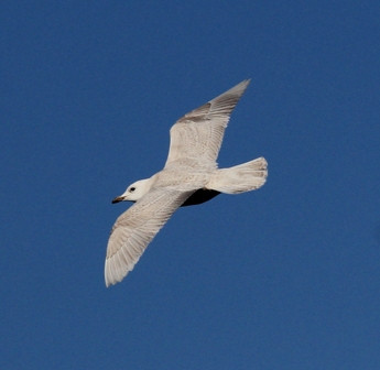 Iceland Gull