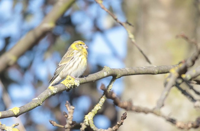 Serin