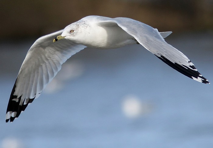 Ring-billed Gull
