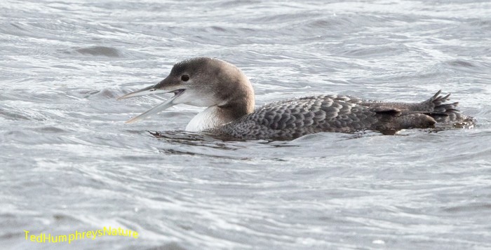 Great Northern Diver