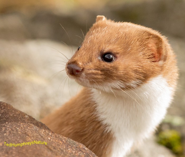 Weasel