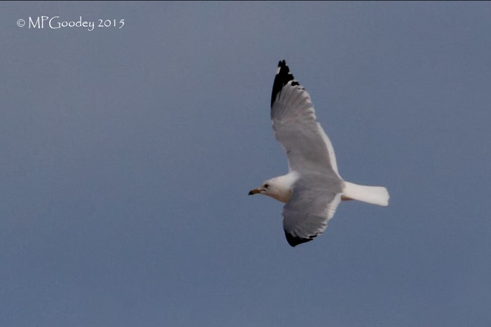 Ring-billed Gull