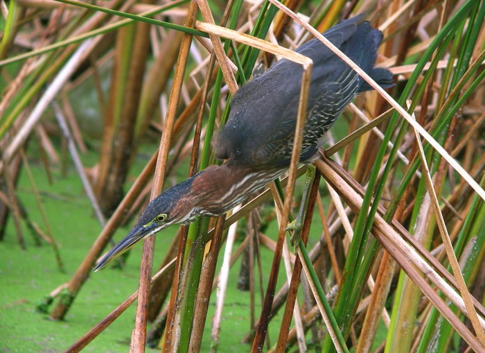 Green Heron