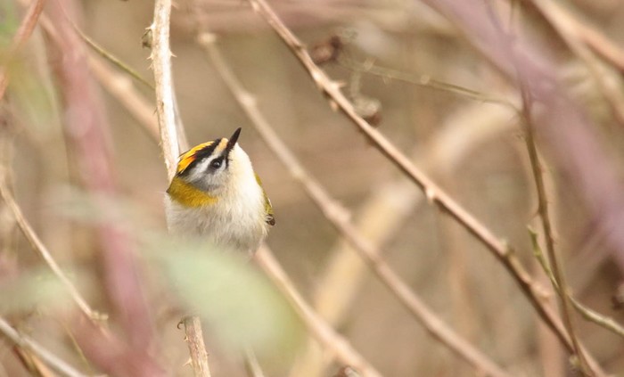 Firecrest
