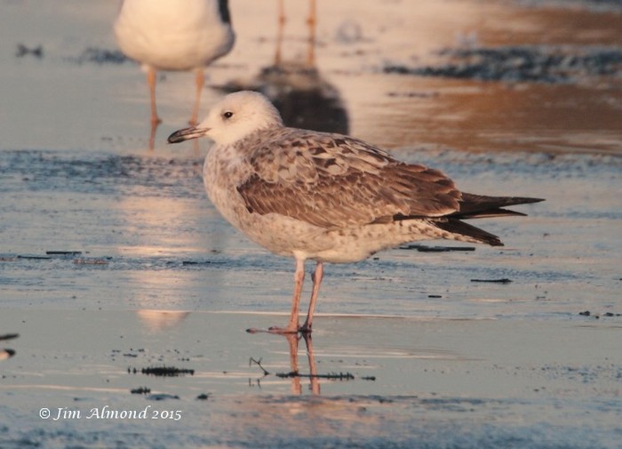 Caspian Gull