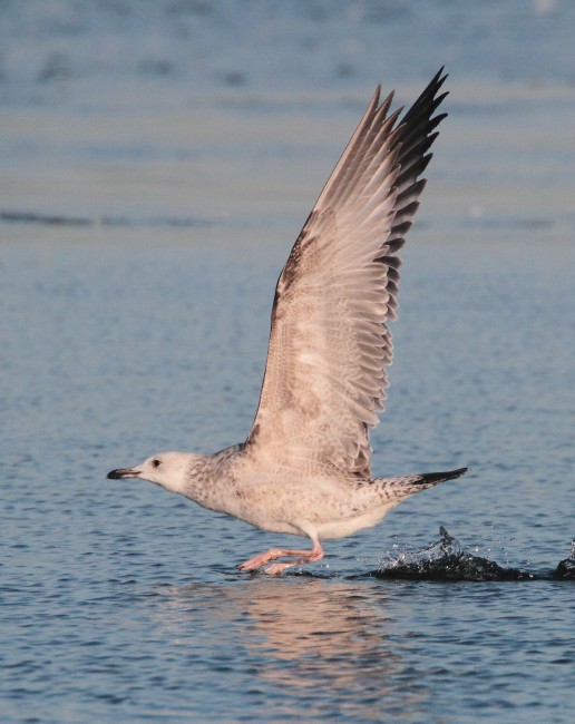 Caspian Gull
