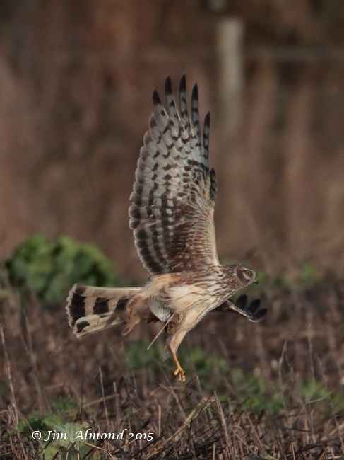 Hen Harrier