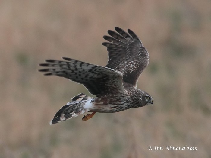Hen Harrier