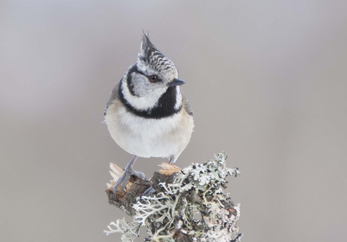 Crested Tit