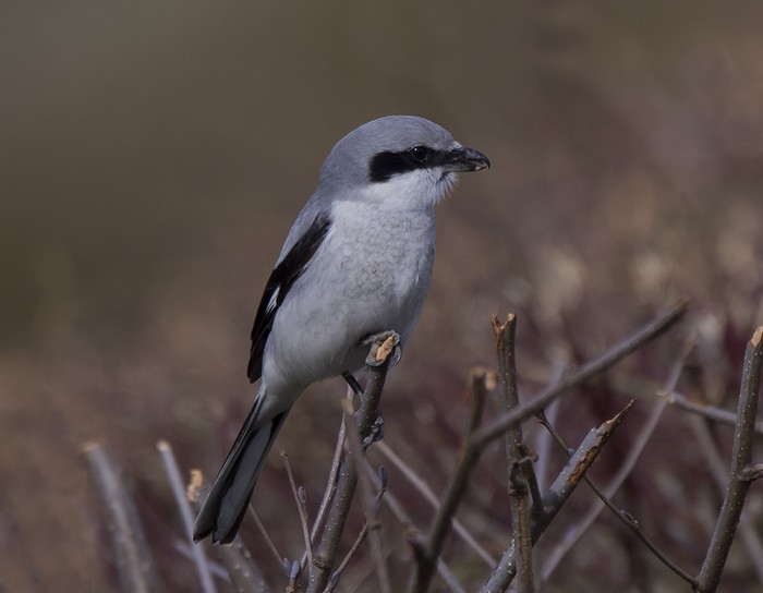 Great Grey Shrike