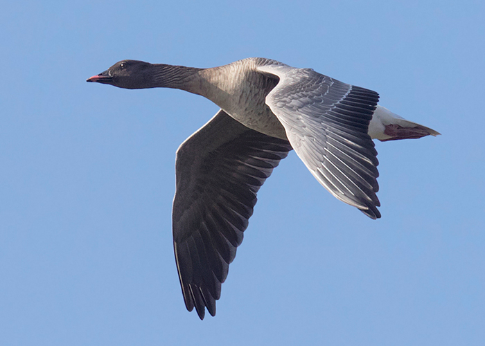 Pink-footed Goose