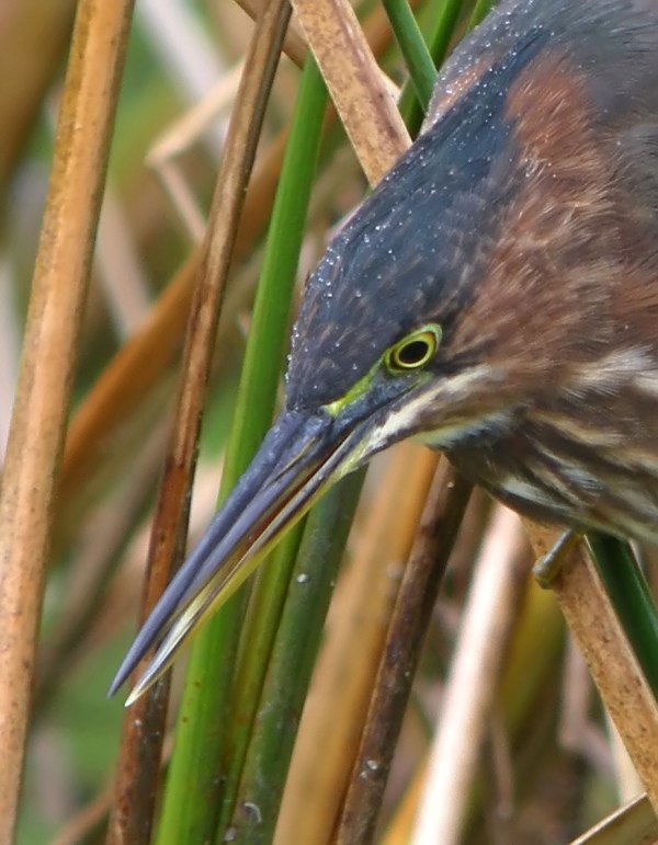 Green Heron