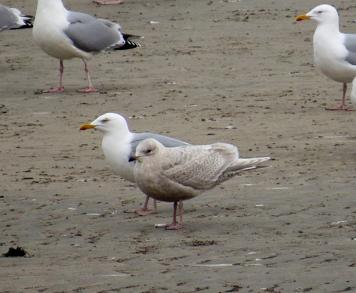 Kumlien's Gull