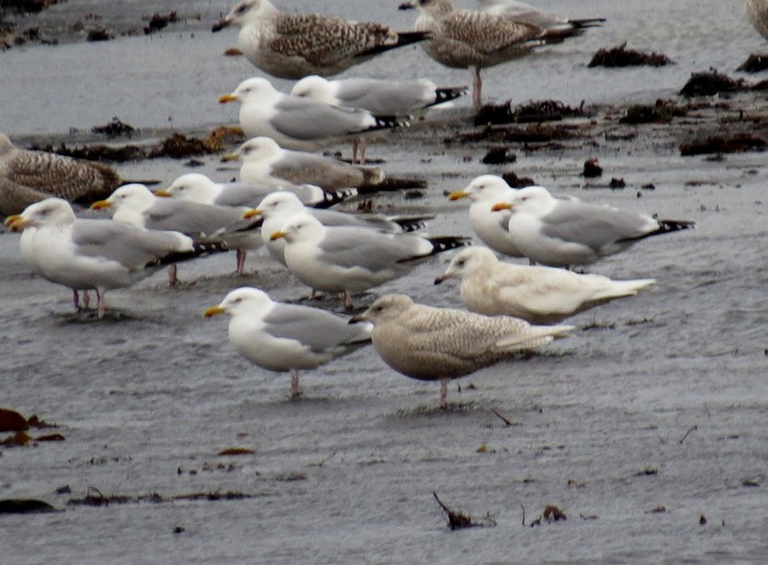 Iceland Gull