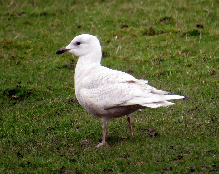 Iceland Gull
