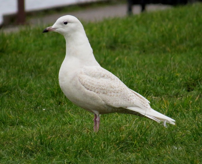 Iceland Gull