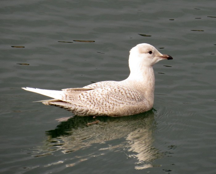 Iceland Gull