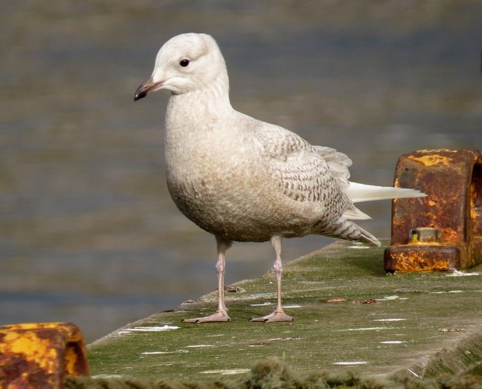 Iceland Gull