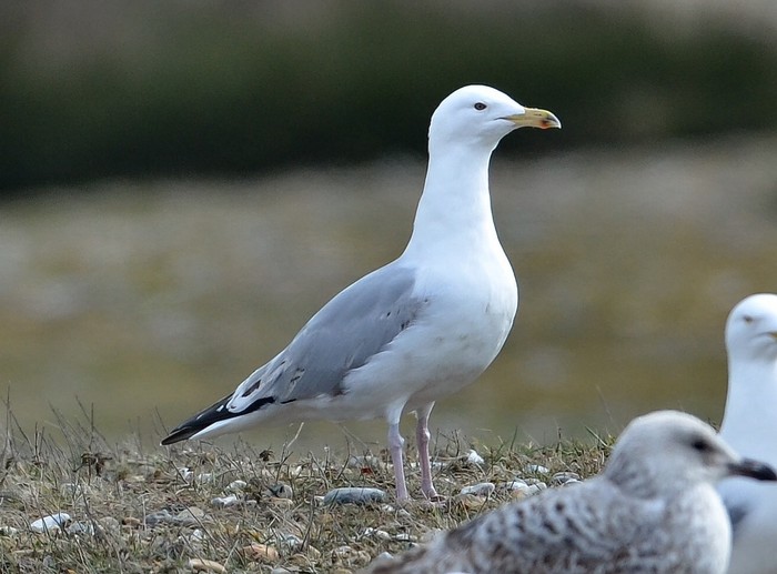 Caspian Gull
