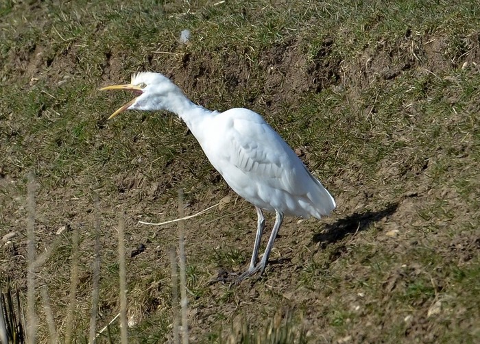 Cattle Egret