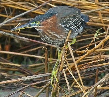 Green Heron