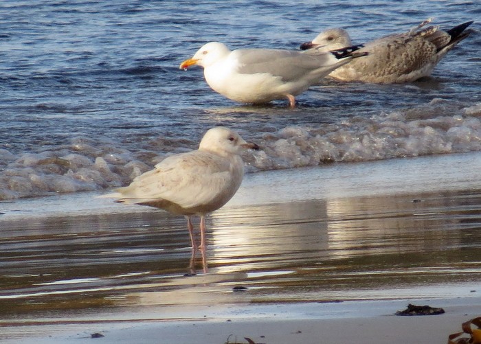 Iceland Gull