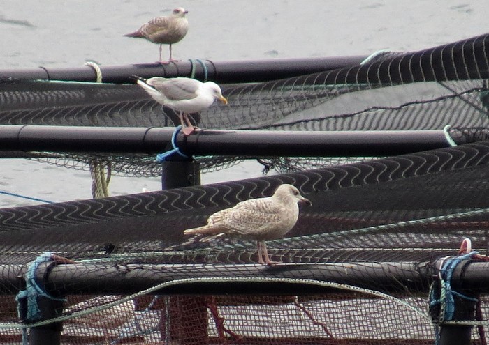 Hybrid - Viking Gull?