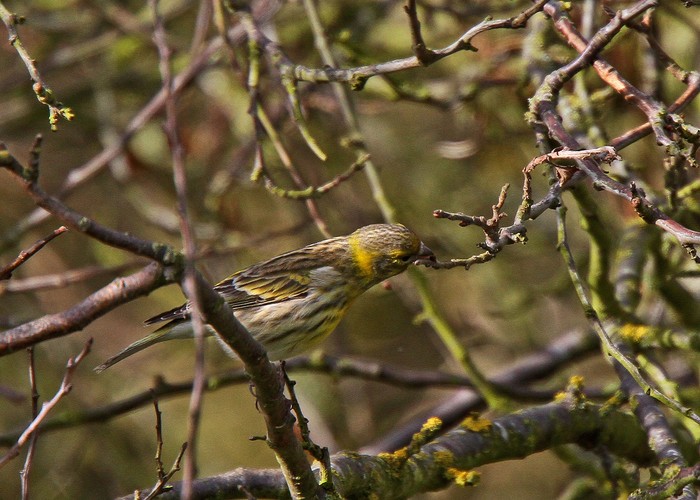 Serin