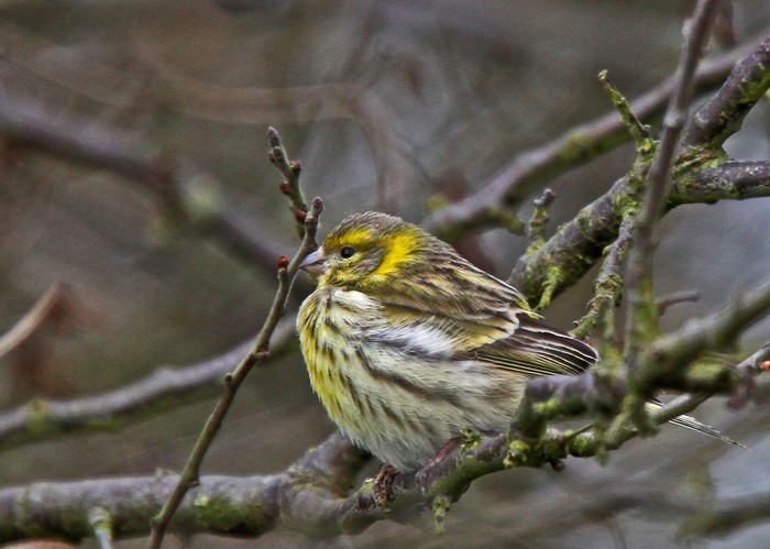Serin