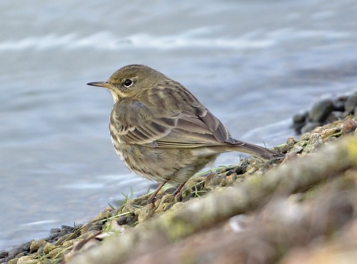 Rock Pipit