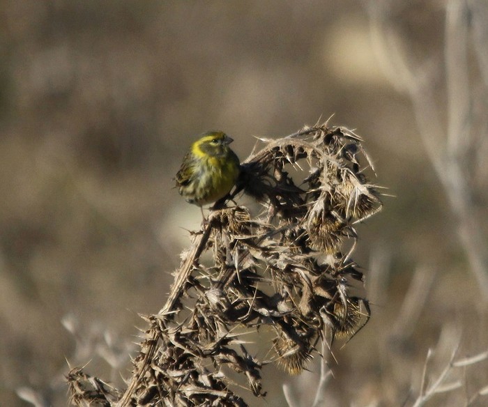 Serin