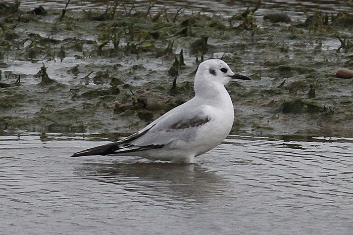 Bonaparte's Gull