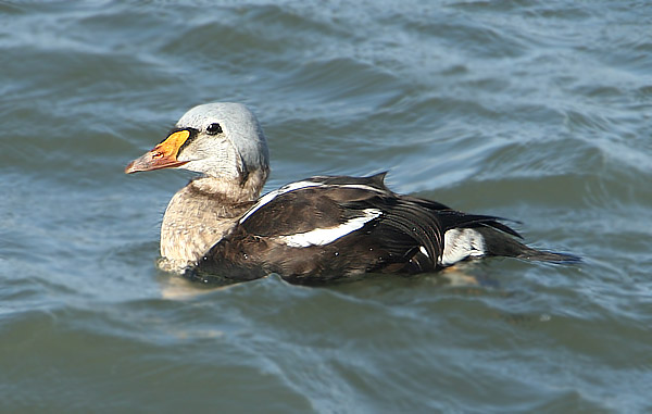 King Eider