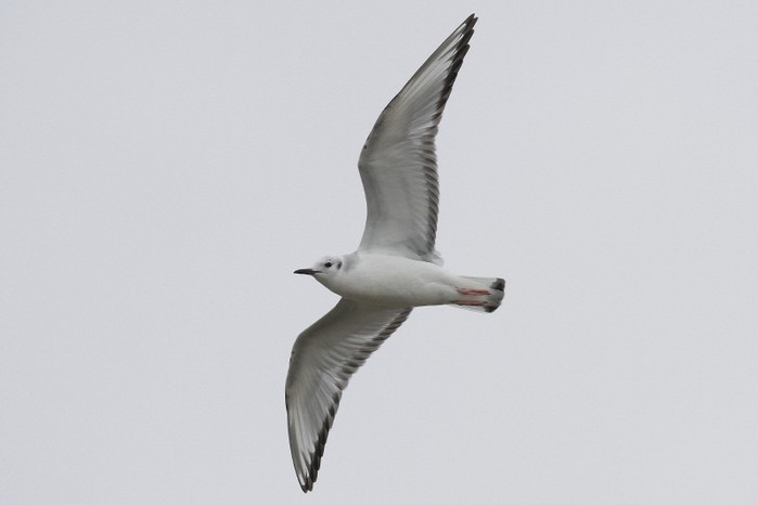 Bonaparte's Gull